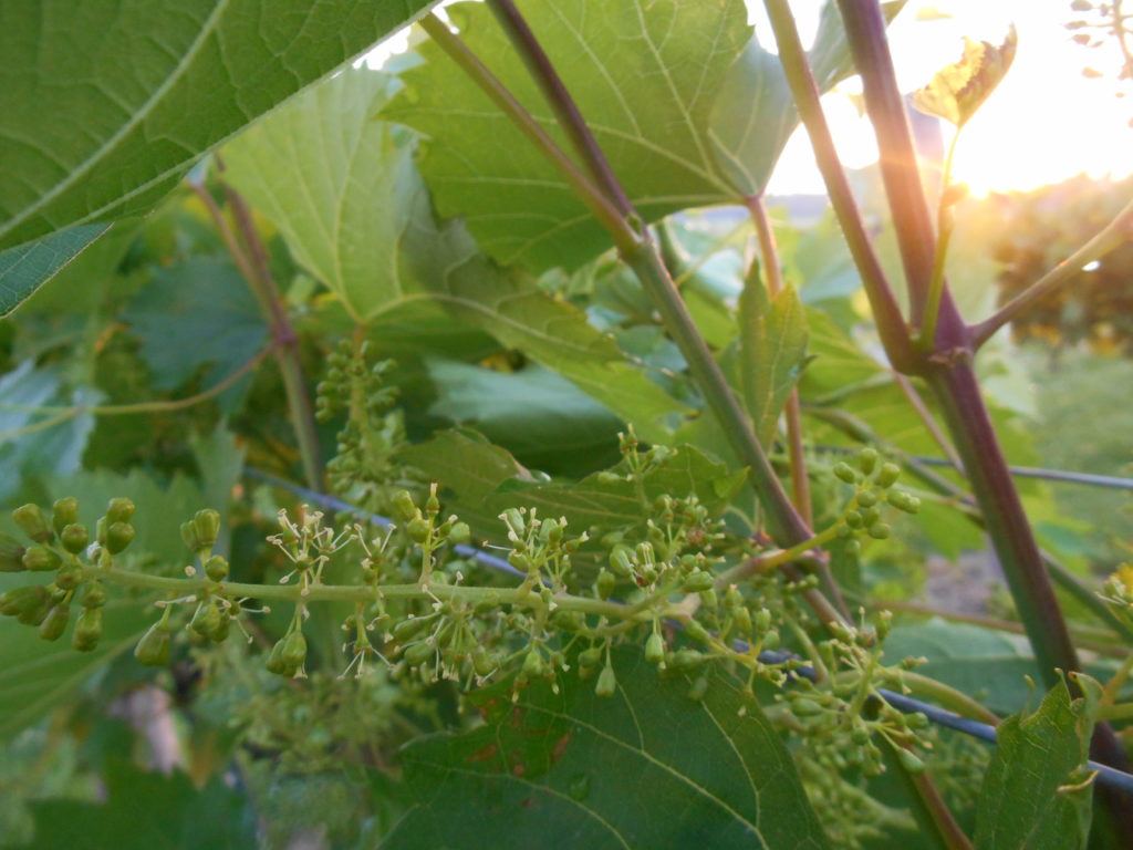 Grape Flowers Blooming In The Vineyard - Staller Estate Winery